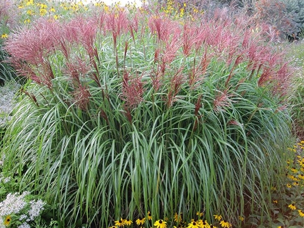 Miskantas kininis ,Rotsilber' (lot. Miscanthus sinensis) Miskantas kininis ,Rotsilber' (lot. Miscanthus sinensis)